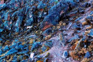 Gato andino avistado en Apolobamba