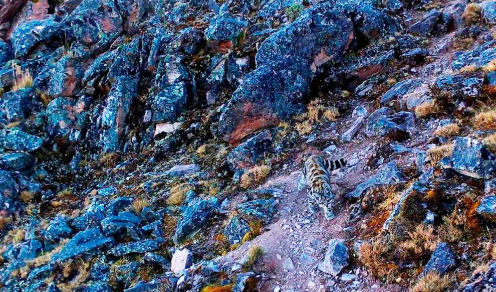 Gato andino avistado en Apolobamba