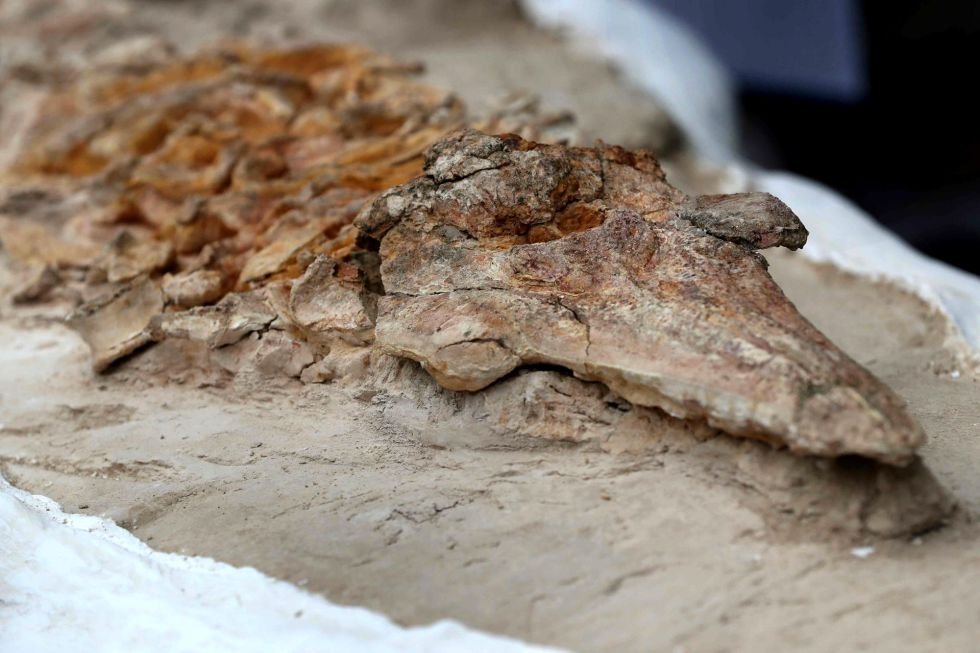 delfín fósil de más de nueve millones de años