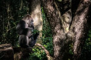 Gino gorila emblemático de Disney fallece a los 44 años