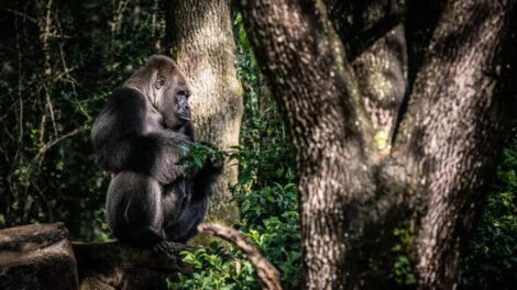 Gino gorila emblemático de Disney fallece a los 44 años