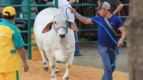 Cuidados para el ganado en Expocruz 2025