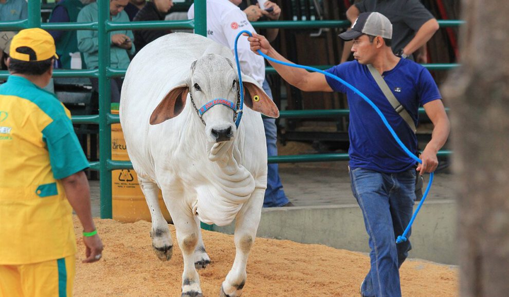 Cuidados para el ganado en Expocruz 2025