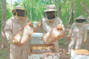 Producción de miel en Bolivia