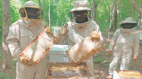 Producción de miel en Bolivia