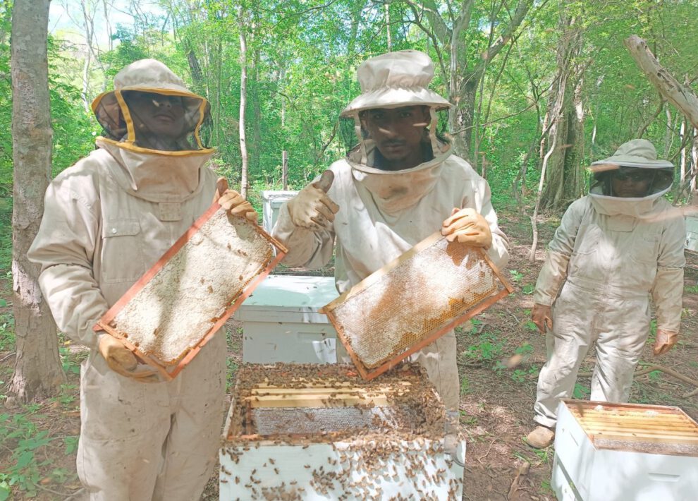 Producción de miel en Bolivia