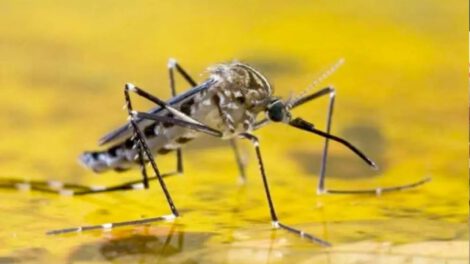 Fiebre amarilla en Coroico