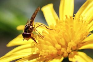 Adelfa japonesa imita olor de hormigas heridas para atraer moscas