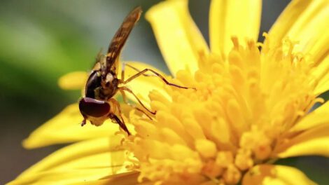 Adelfa japonesa imita olor de hormigas heridas para atraer moscas