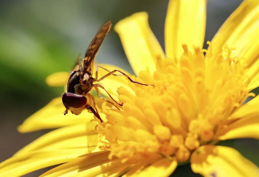 Adelfa japonesa imita olor de hormigas heridas para atraer moscas