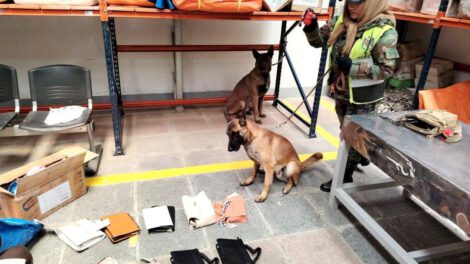 Cocaína oculta en carteras detectada por el can antidrogas Venon