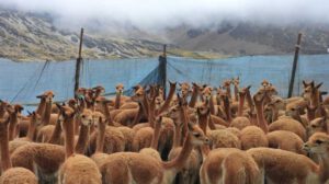 Esquila de vicuñas en Apolobamba