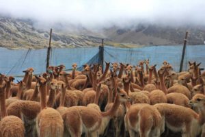 Esquila de vicuñas en Apolobamba
