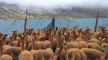 Esquila de vicuñas en Apolobamba