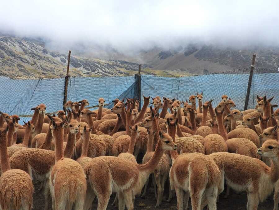 Esquila de vicuñas en Apolobamba
