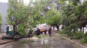 Caída de árboles en Santa Cruz tras intensas lluvias