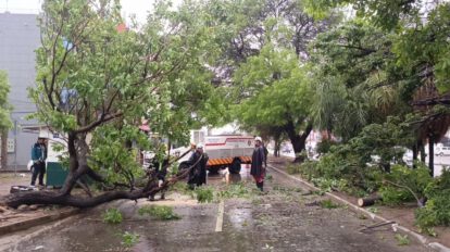 Caída de árboles en Santa Cruz tras intensas lluvias