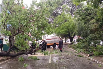 Caída de árboles en Santa Cruz tras intensas lluvias