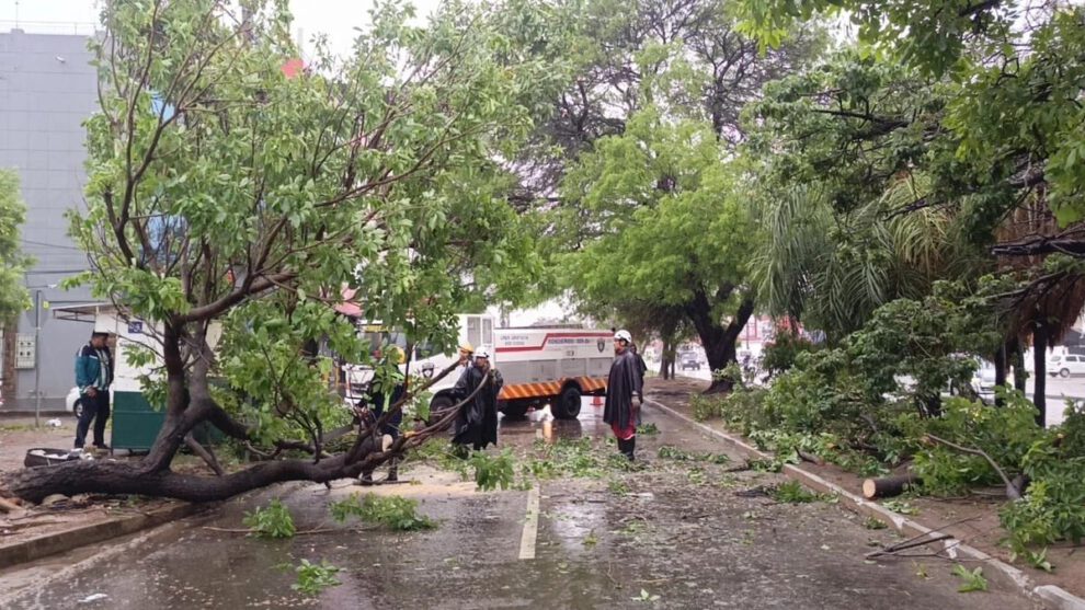 Caída de árboles en Santa Cruz tras intensas lluvias
