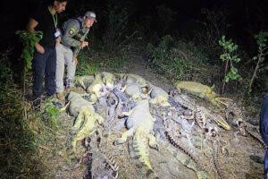 Biocidio en Beni tras el hallazgo de 41 caimanes desollados