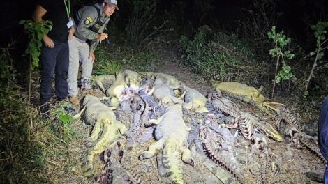Biocidio en Beni tras el hallazgo de 41 caimanes desollados