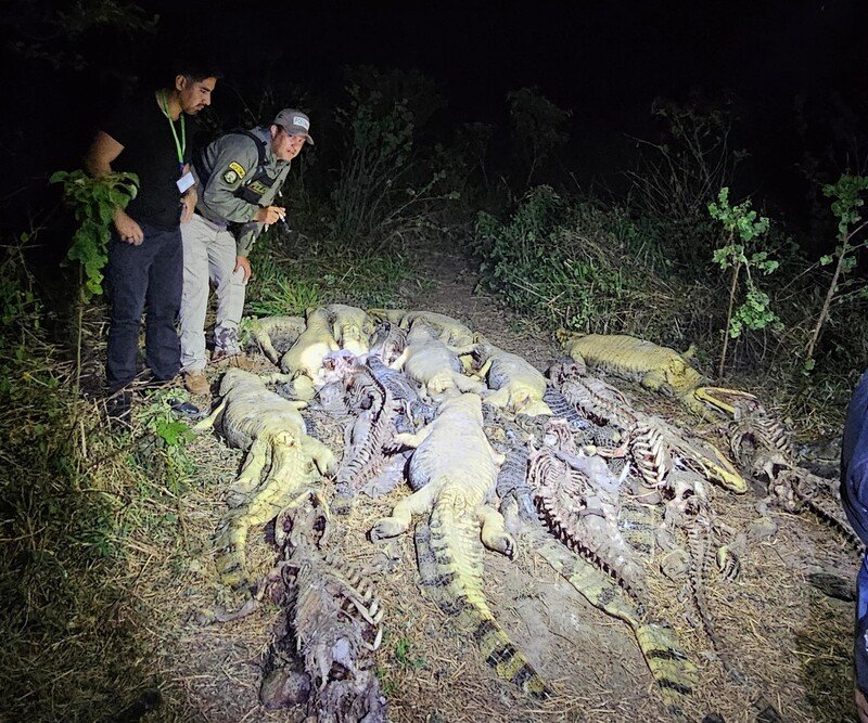 Biocidio en Beni tras el hallazgo de 41 caimanes desollados