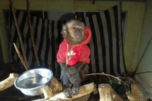 Rescate de mono capuchino en Oruro