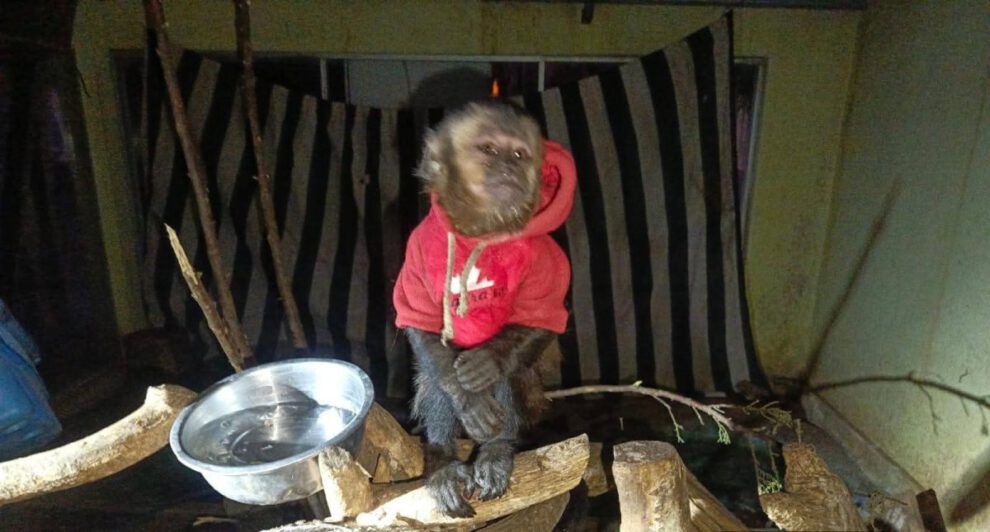 Rescate de mono capuchino en Oruro