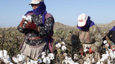 Día Mundial del Algodón