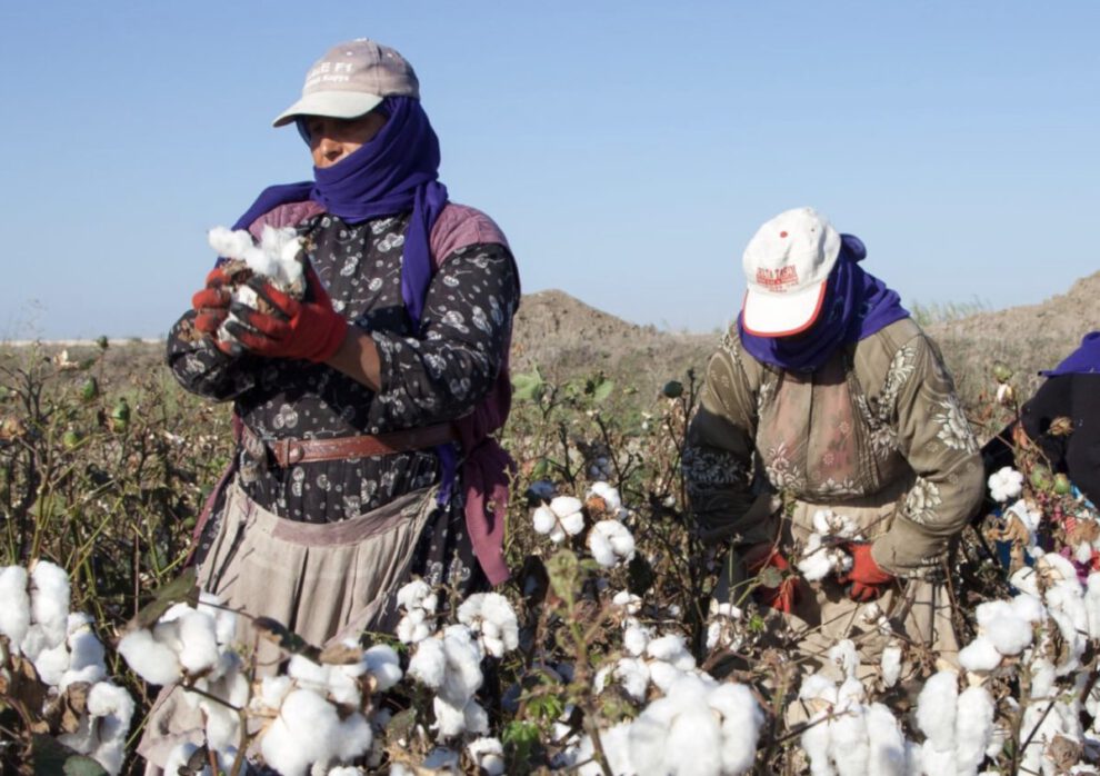Día Mundial del Algodón