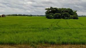 saneamiento de tierras fiscales en Bolivia