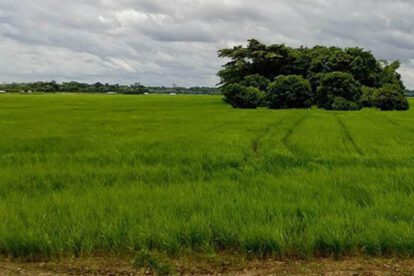 saneamiento de tierras fiscales en Bolivia