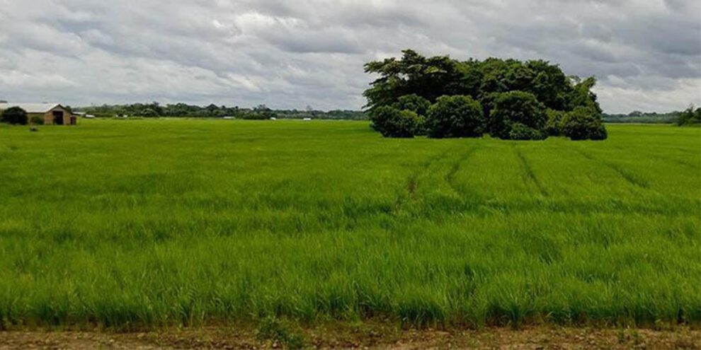 saneamiento de tierras fiscales en Bolivia