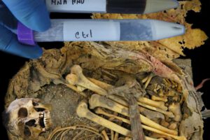 Microbioma intestinal antiguo del Hombre de Zimapán