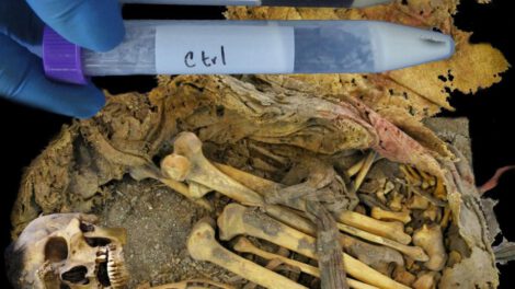 Microbioma intestinal antiguo del Hombre de Zimapán