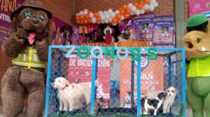 Línea gratuita de Zoonosis para denuncias en Oruro