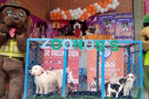 Línea gratuita de Zoonosis para denuncias en Oruro