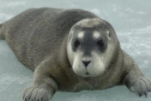Focas del Ártico en peligro por cambio climático