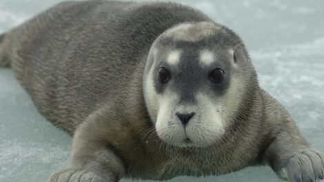 Focas del Ártico en peligro por cambio climático
