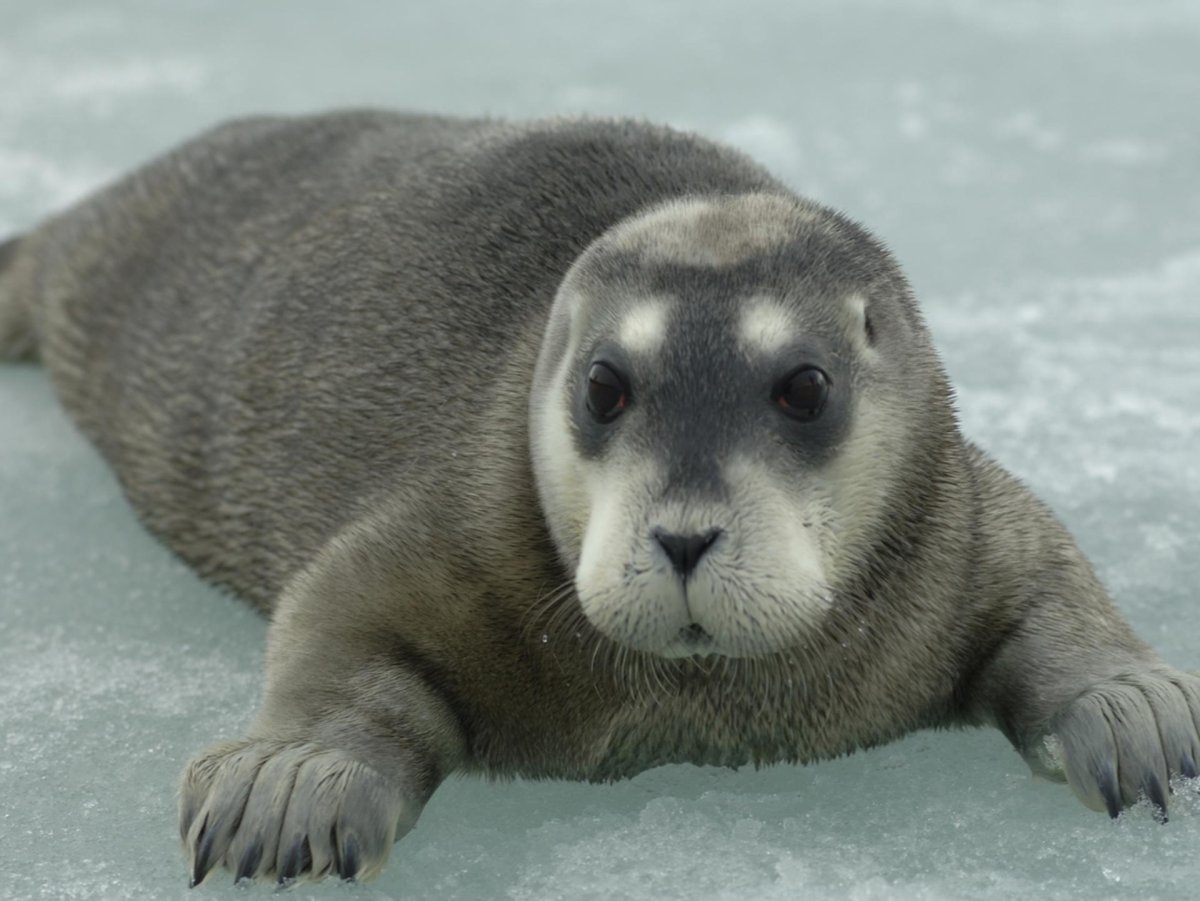Tres Especies De Focas Del rtico En Peligro Por Cambio Clim tico tres-especies-de-focas-del-rtico-en-peligro-por-cambio-clim-tico