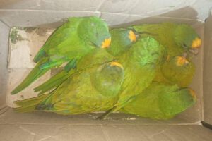 Tráfico de aves silvestres interceptado por la Policía Forestal