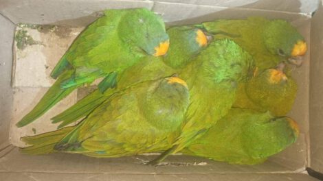 Tráfico de aves silvestres interceptado por la Policía Forestal