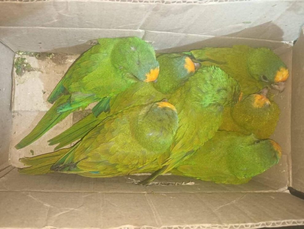 Tráfico de aves silvestres interceptado por la Policía Forestal