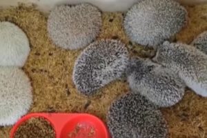 Tráfico ilegal de fauna: Pofoma desarticula red y rescata erizos