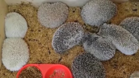 Tráfico ilegal de fauna: Pofoma desarticula red y rescata erizos