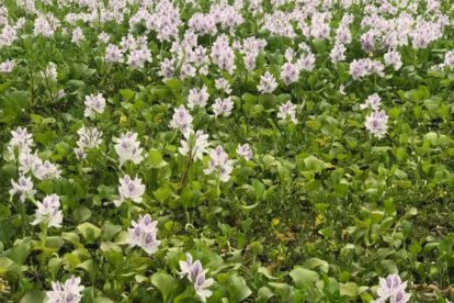 Plantas acuáticas invasoras originarias de Sudamérica