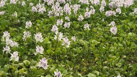 Plantas acuáticas invasoras originarias de Sudamérica