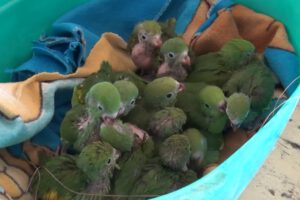 Decomiso de loros pichones en Santa Cruz