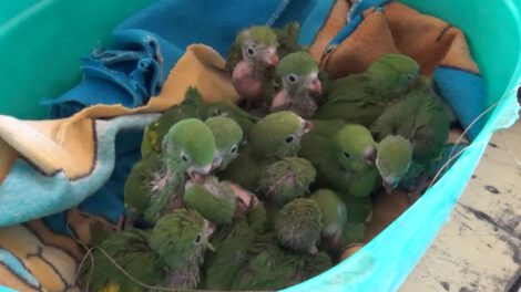 Decomiso de loros pichones en Santa Cruz