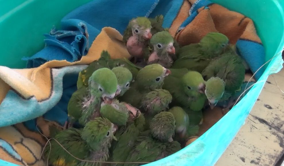 Decomiso de loros pichones en Santa Cruz